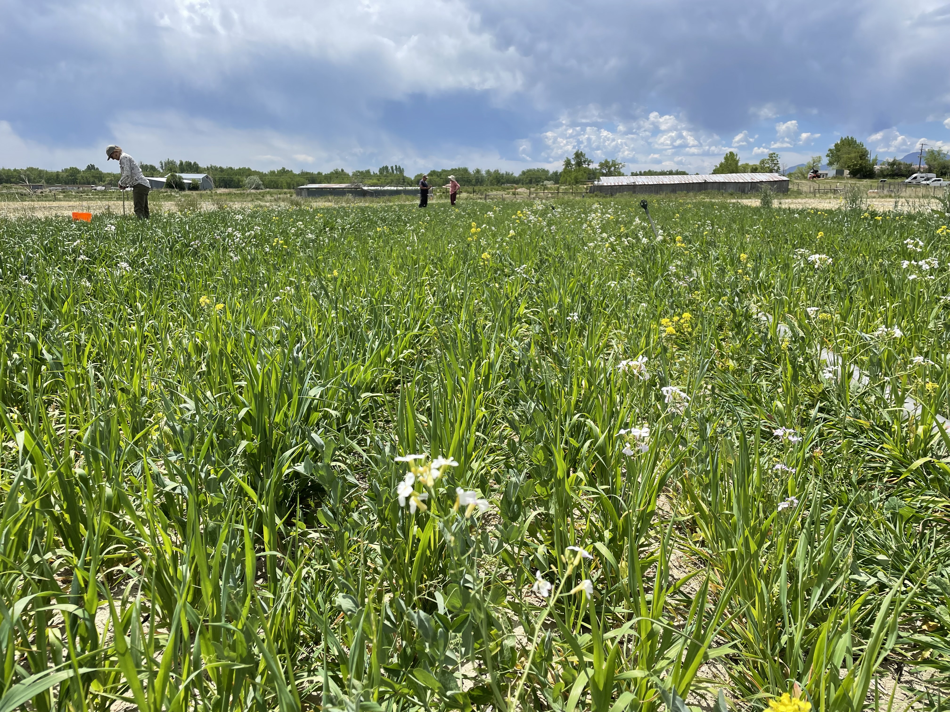 Soil sampling a producer's cover crop. 