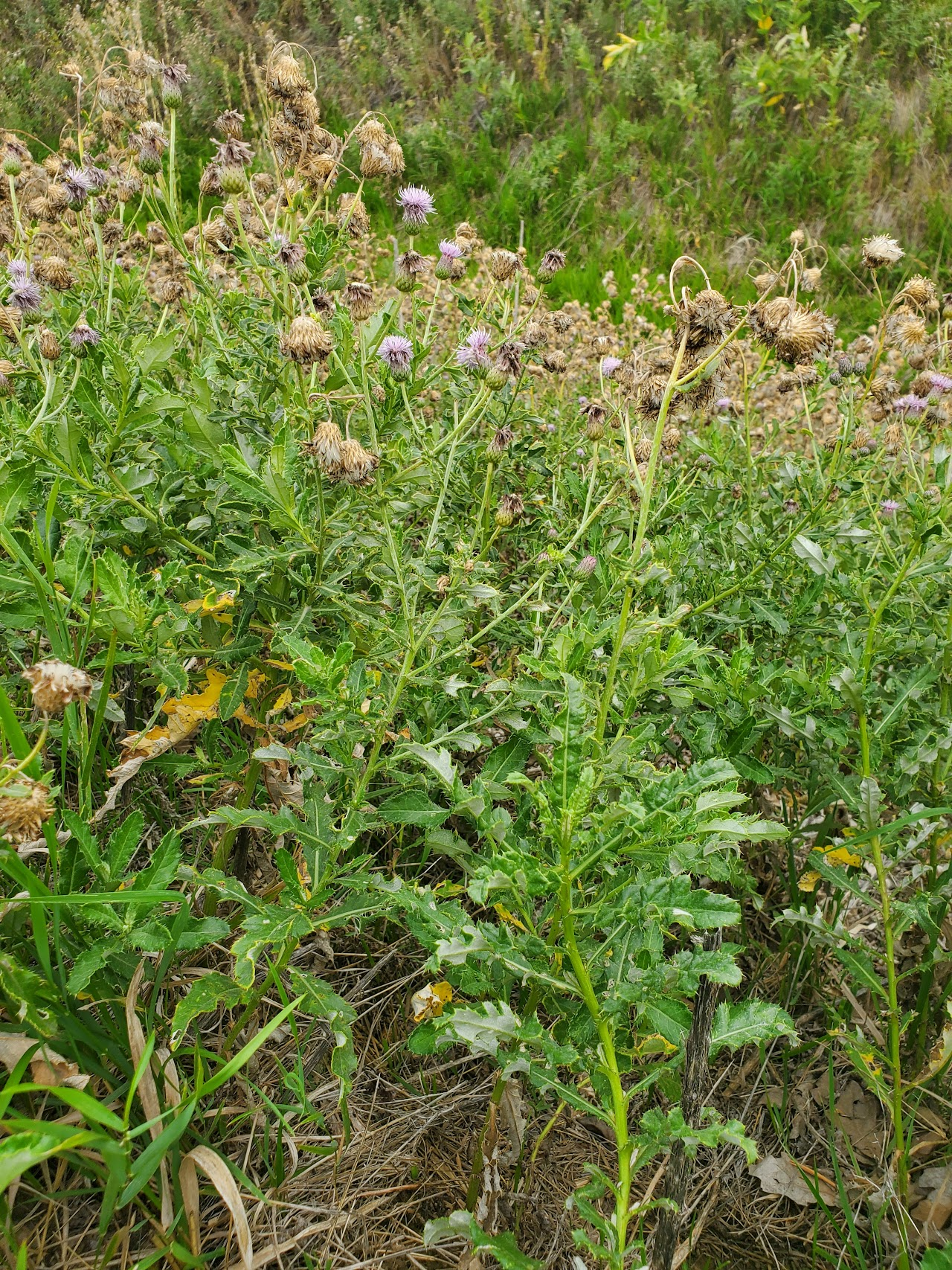 noxious weeds