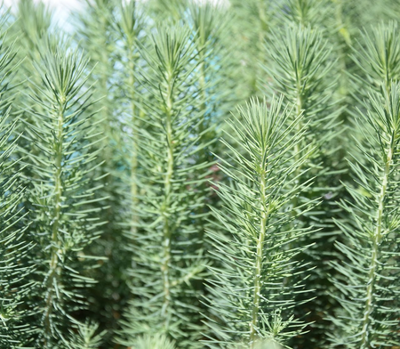Closeup image of pine tree needles