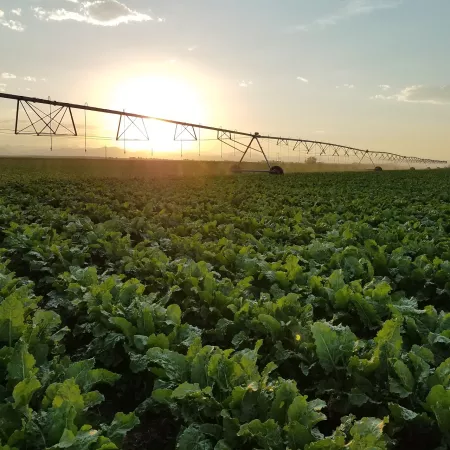 Farmland at sunset
